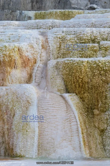 : Travertine Terraces at Hotspring, Palette Spring : Travertine Terraces at Hotspring, Palette Spring