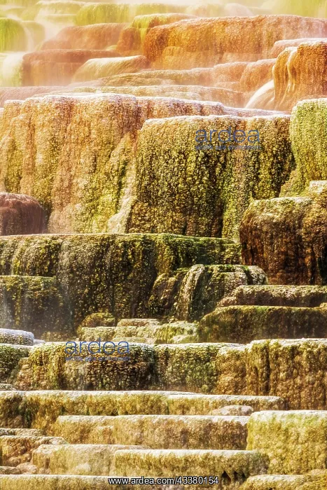 : Travertine terraces at Minerva Spring, Mammoth Hot : Travertine terraces at Minerva Spring, Mammoth Hot