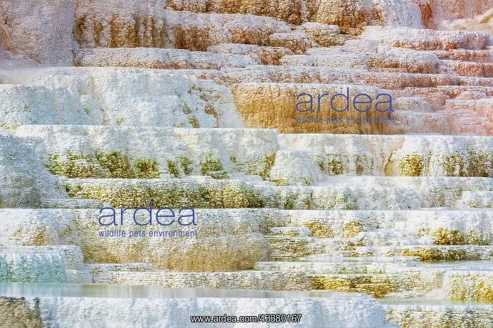: Travertine terraces at Minerva Spring, Mammoth Hot : Travertine terraces at Minerva Spring, Mammoth Hot