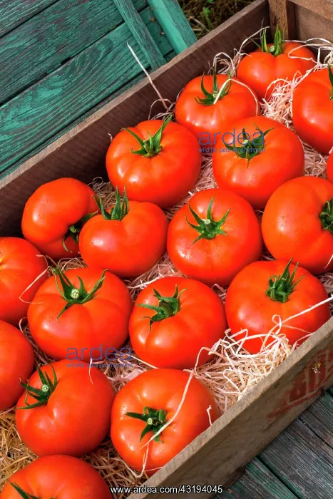  : Tray of tomatoes Celesteen, Provence, France