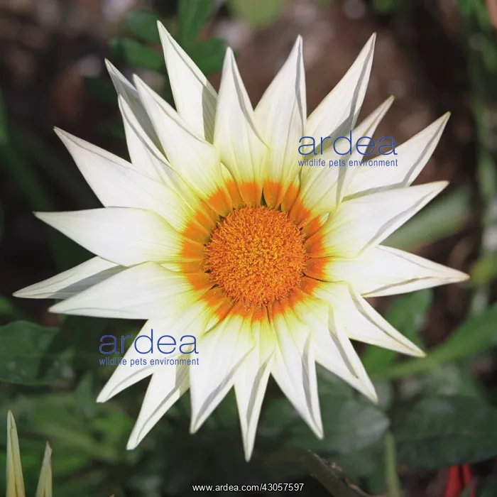 : Treasureflower : Treasureflower