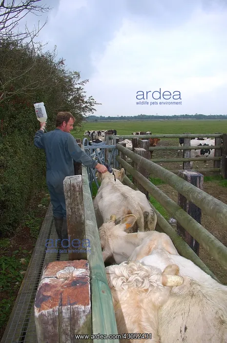 : Treatment of Cattle against fever catharale : Treatment of Cattle against fever catharale