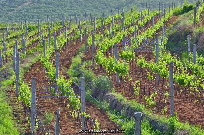 : Treaty Port winery vineyards, Mulangou Village : Treaty Port winery vineyards, Mulangou Village