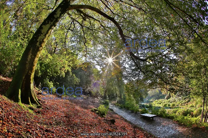  : Trebah Garden
