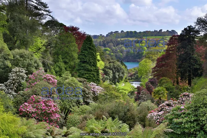 : Trebah Garden : Trebah Garden