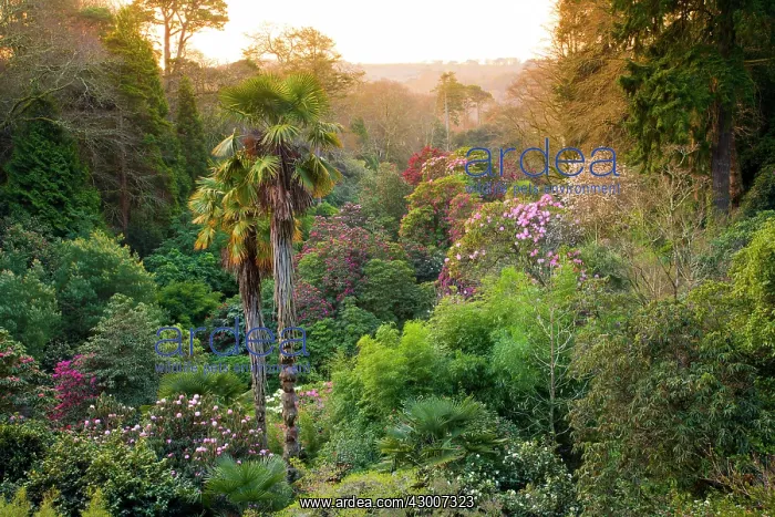: Trebah Garden : Trebah Garden