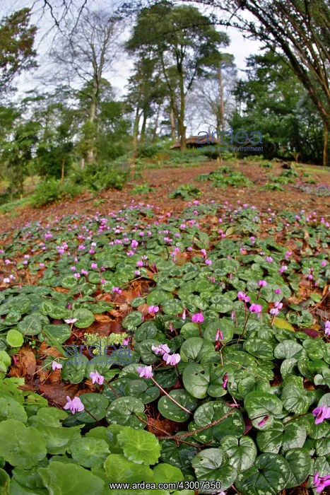 : Trebah Garden : Trebah Garden