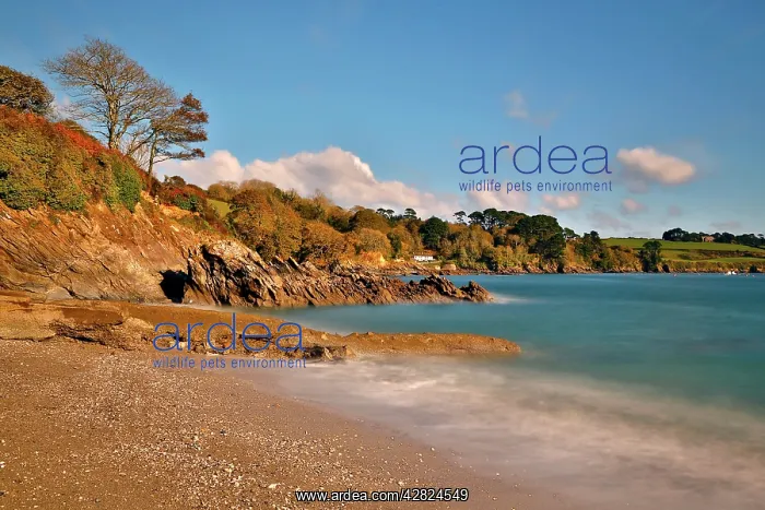 : Trebah Garden - beach : Trebah Garden - beach