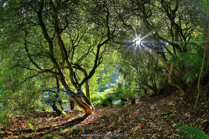  : Trebah Garden, Cornwall