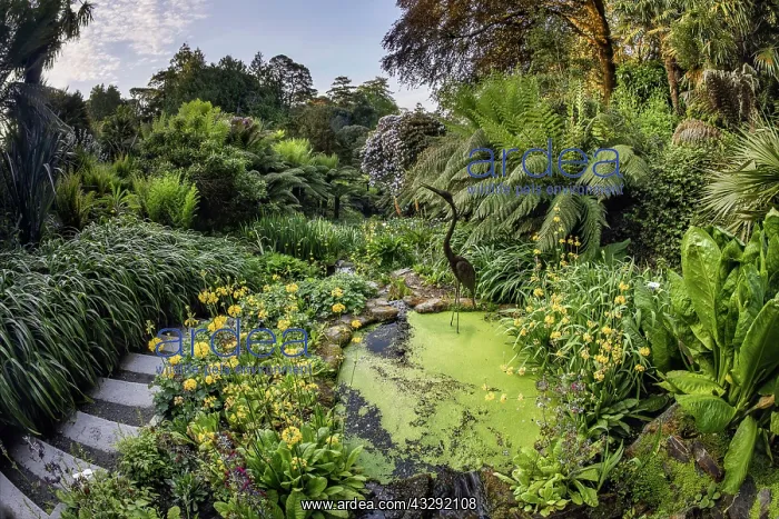 : Trebah Garden - Cornwall - UK : Trebah Garden - Cornwall - UK