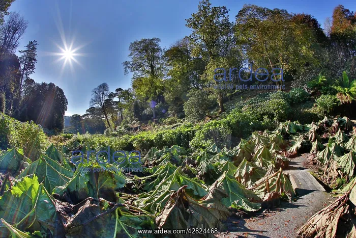 : Trebah Garden - with Gunnera cut back : Trebah Garden - with Gunnera cut back