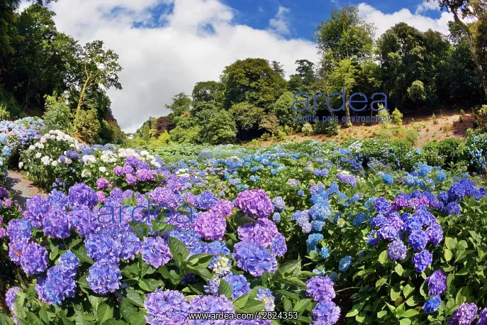 : Trebah Garden - Hydrangeas Summer : Trebah Garden - Hydrangeas Summer