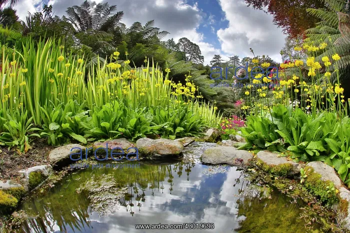 : Trebah Garden pool in Spring : Trebah Garden pool in Spring