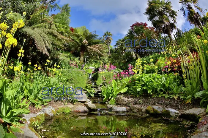 : Trebah Garden pool in Spring : Trebah Garden pool in Spring