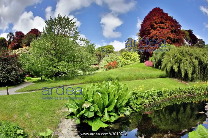  : Trebah Garden pool in Spring