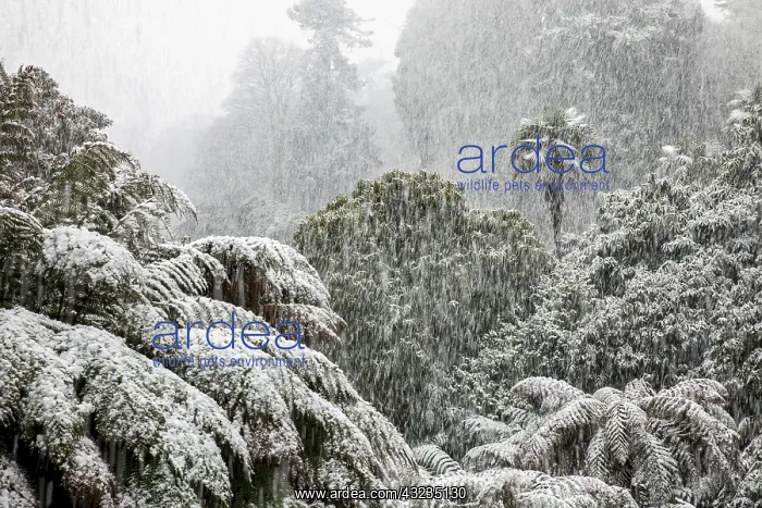 : Trebah Garden - Snow Falling - Cornwall - UK : Trebah Garden - Snow Falling - Cornwall - UK