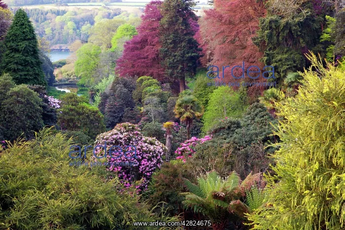 : Trebah Garden - Spring : Trebah Garden - Spring