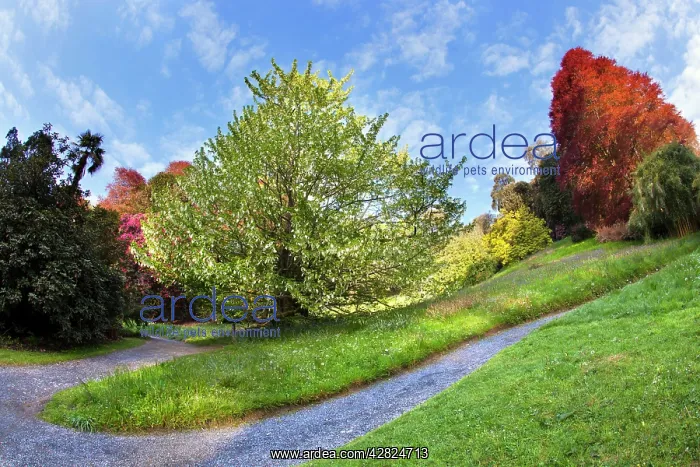: Trebah Garden - Spring : Trebah Garden - Spring