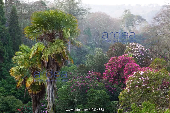 : Trebah Garden - Spring : Trebah Garden - Spring