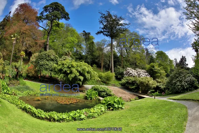 : Trebah Garden in Spring : Trebah Garden in Spring