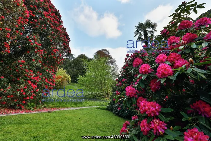 : Trebah Garden - Spring - Cornwall - UK : Trebah Garden - Spring - Cornwall - UK
