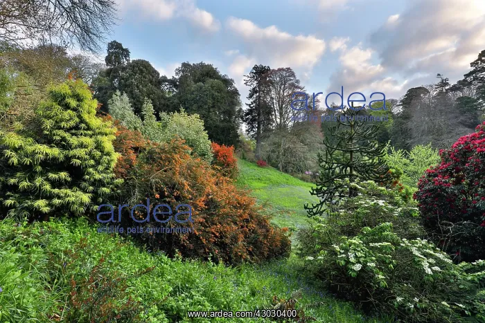  : Trebah Garden - Spring - Cornwall - UK