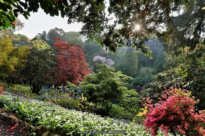  : Trebah Garden - Spring - Cornwall - UK