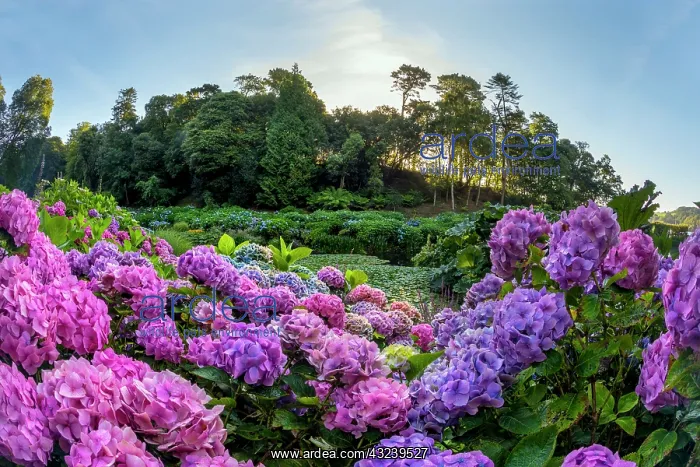 : Trebah Garden - Summer - Cornwall - UK : Trebah Garden - Summer - Cornwall - UK