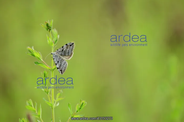 : Treble Bar (Aplocera plagiata) - Bourgogne - France : Treble Bar (Aplocera plagiata) - Bourgogne - France