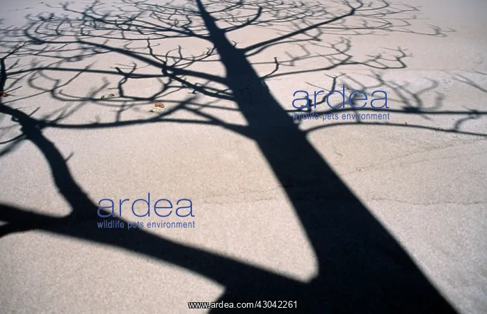 : Tree : Tree