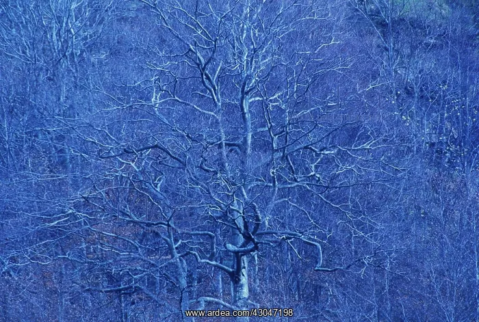 : Tree : Tree