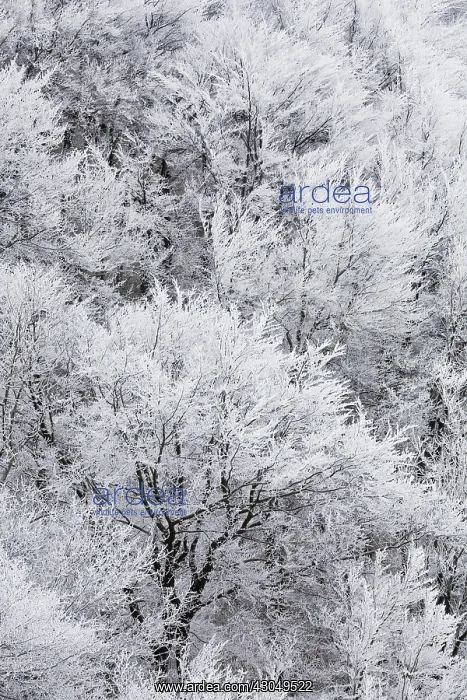 : Tree : Tree