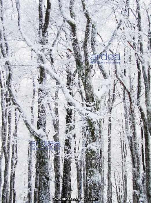 : Tree : Tree