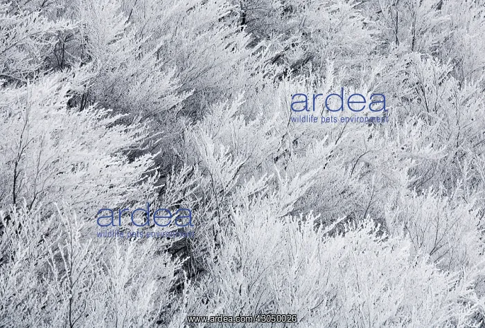 : Tree : Tree
