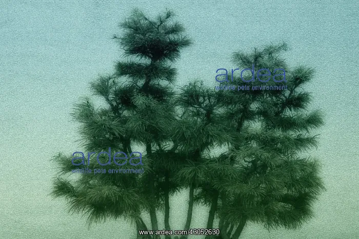 : Tree : Tree
