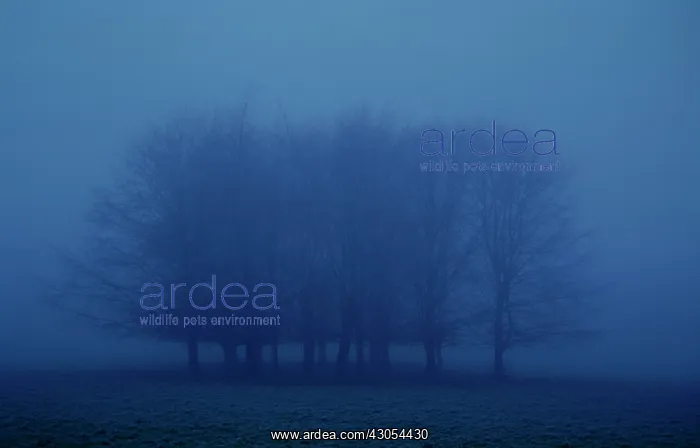 : Tree : Tree