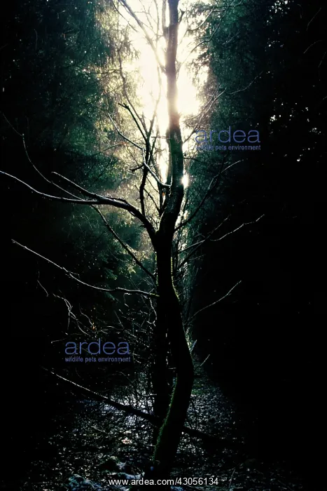 : Tree : Tree
