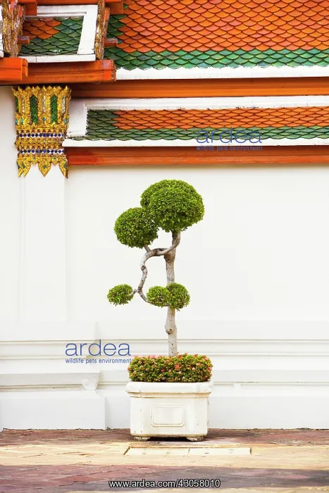 : Tree : Tree