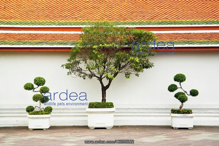 : Tree : Tree