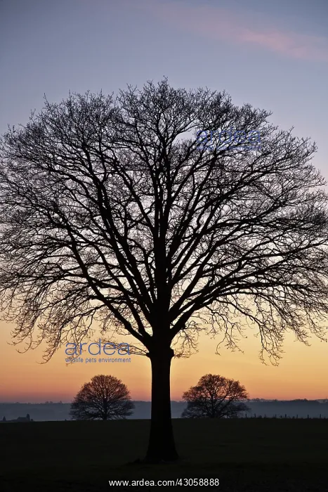 : Tree : Tree