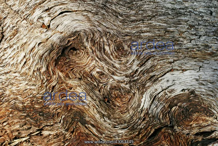 : Tree : Tree