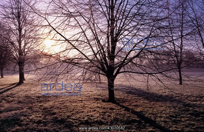 : Tree : Tree