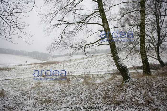 : Tree : Tree