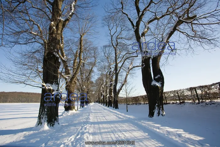 : Tree : Tree