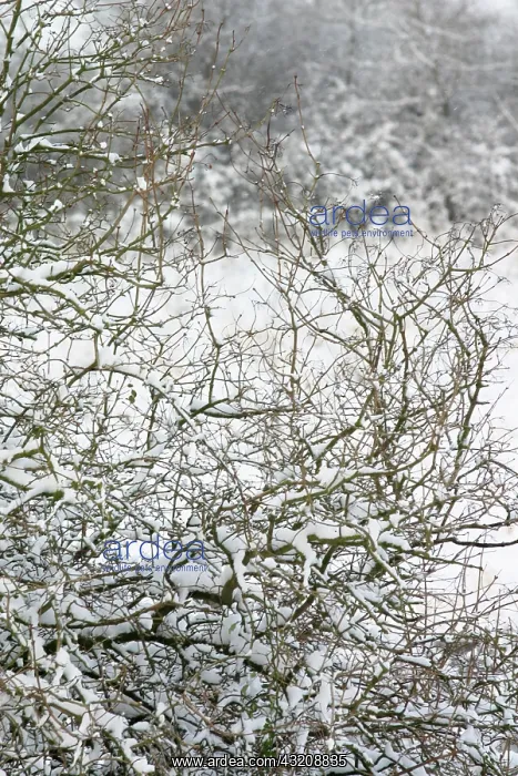 : Tree : Tree