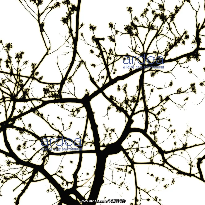 : Tree : Tree