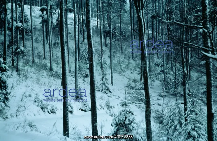 : Tree : Tree