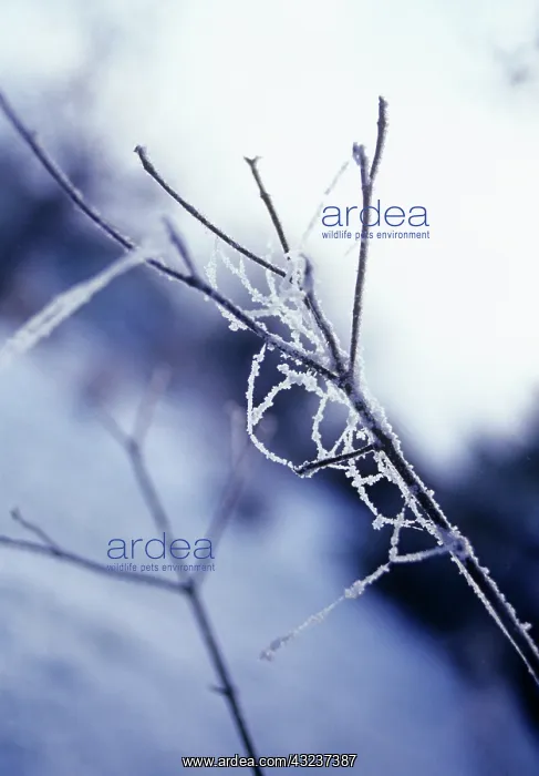 : Tree : Tree