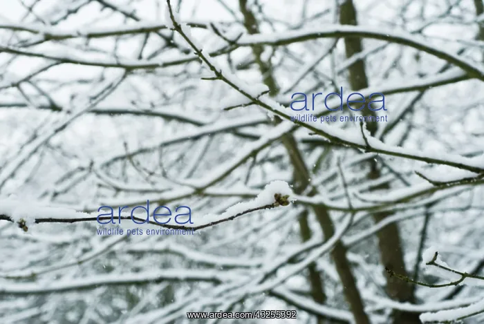 : Tree : Tree