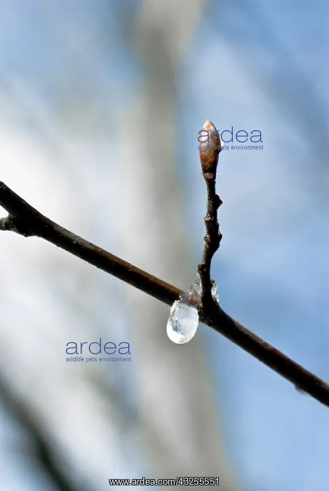: Tree : Tree